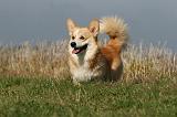 CORGI PEMBROKE 1113
